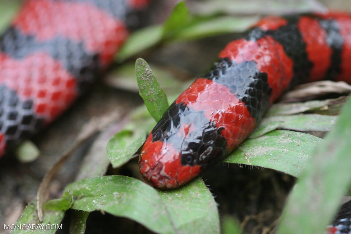 A false coral snake.