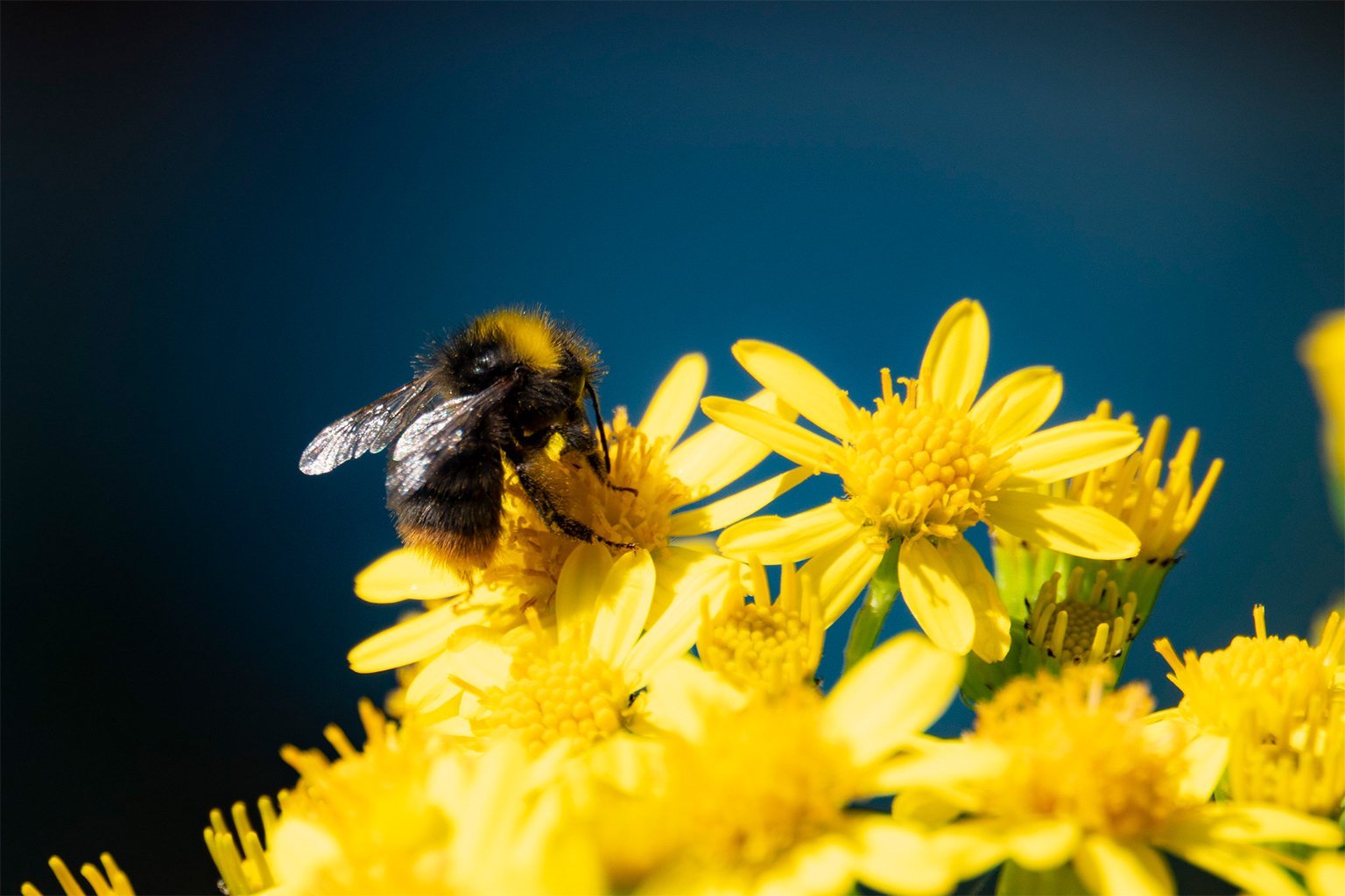 A bumblebee on flowers.