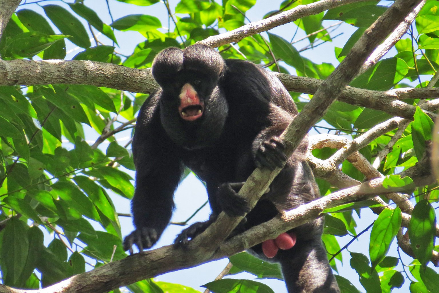 A Vieira’s titi.