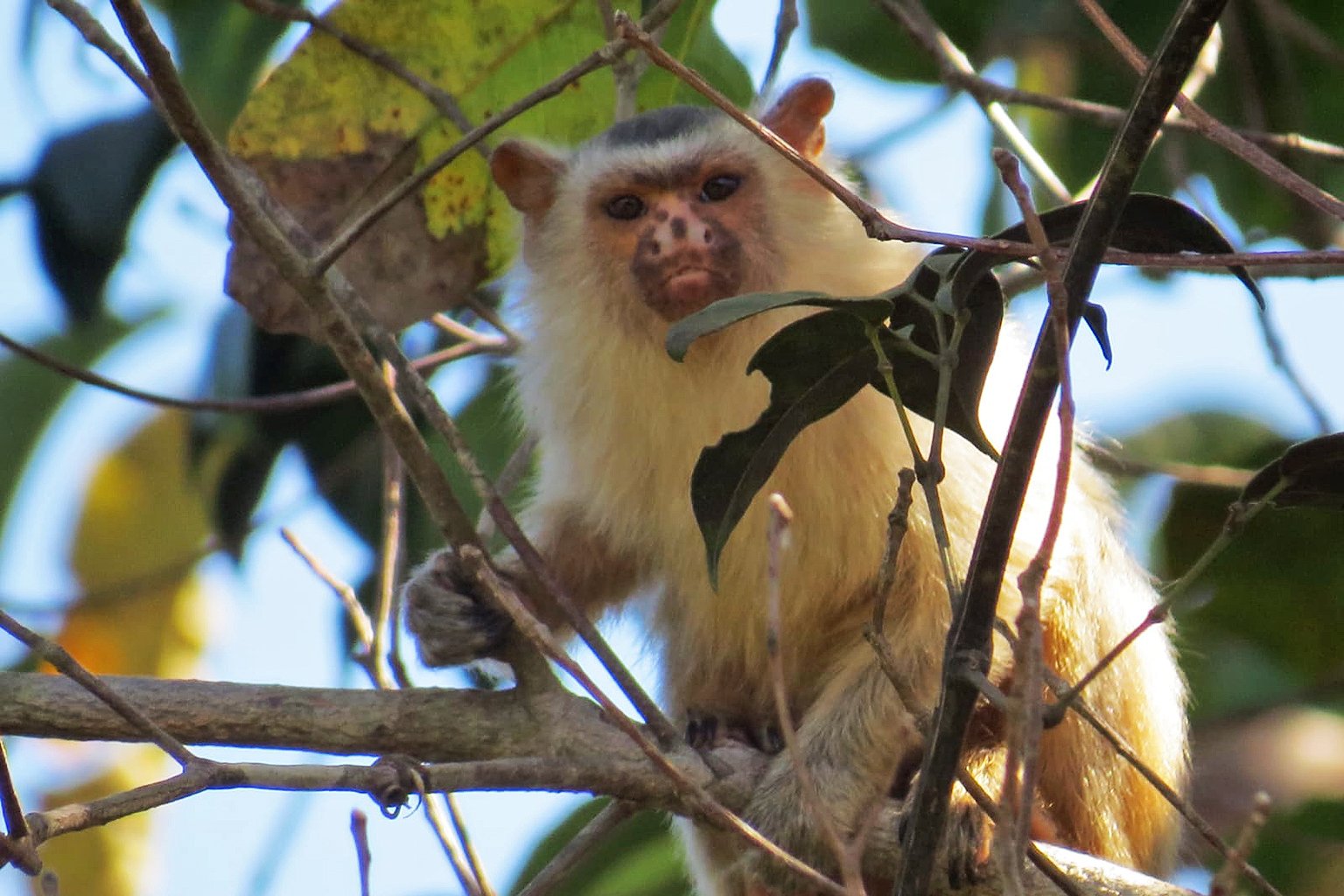 A Schneider’s marmoset.