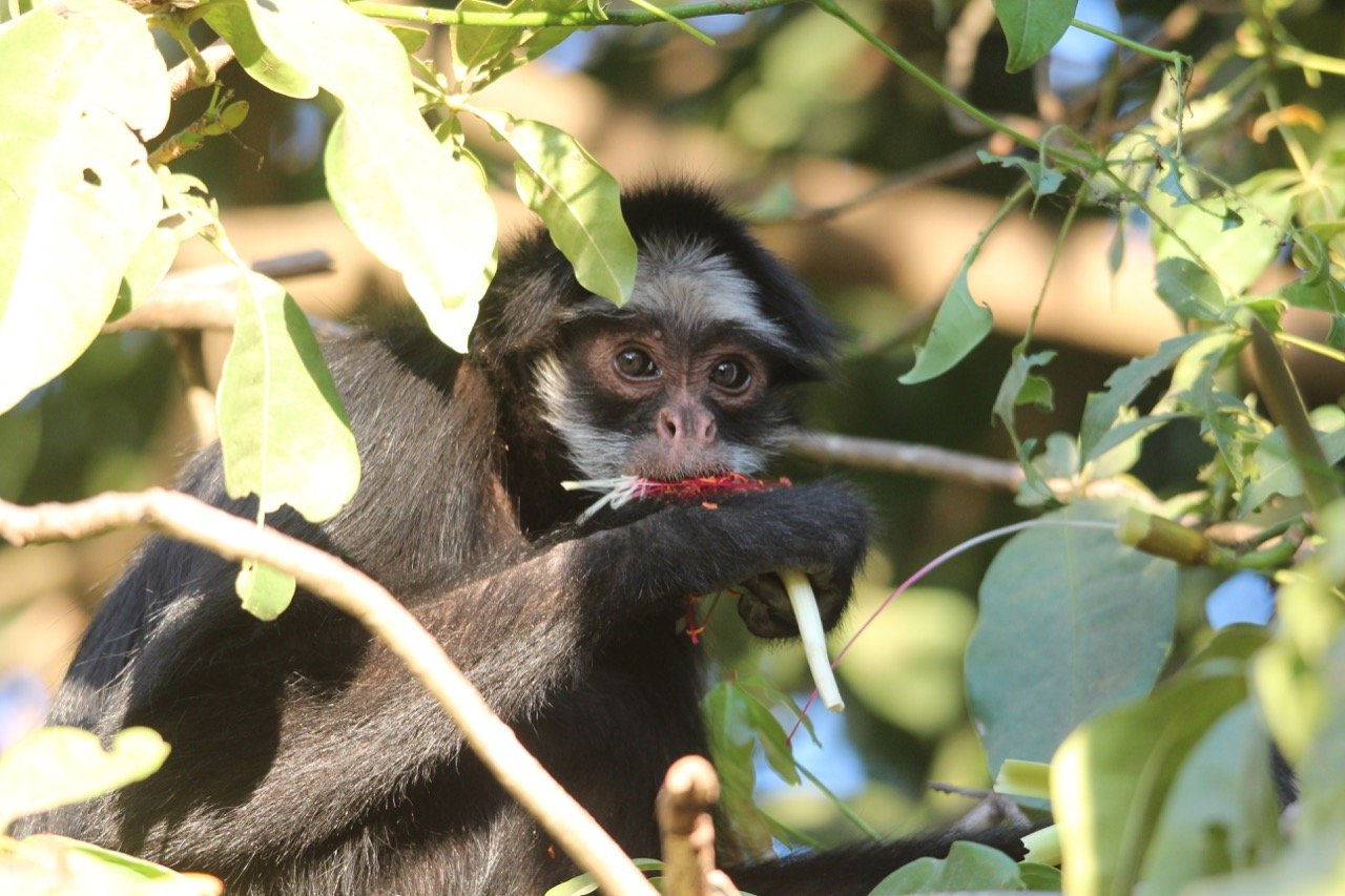 A white-cheeked spider monkey.