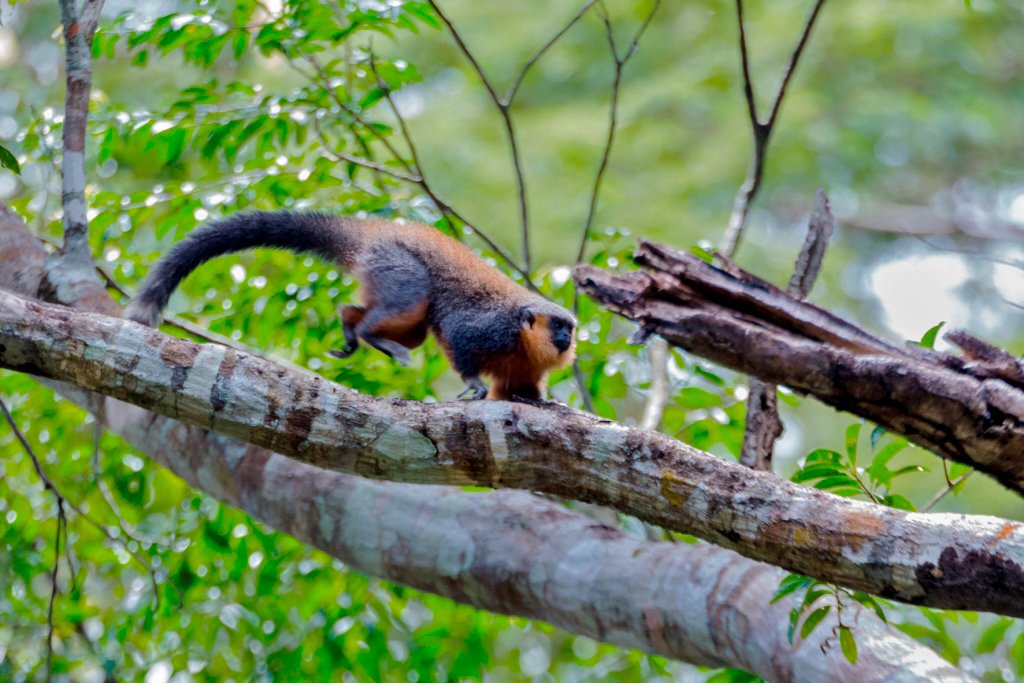 A Prince Bernhard’s titi.