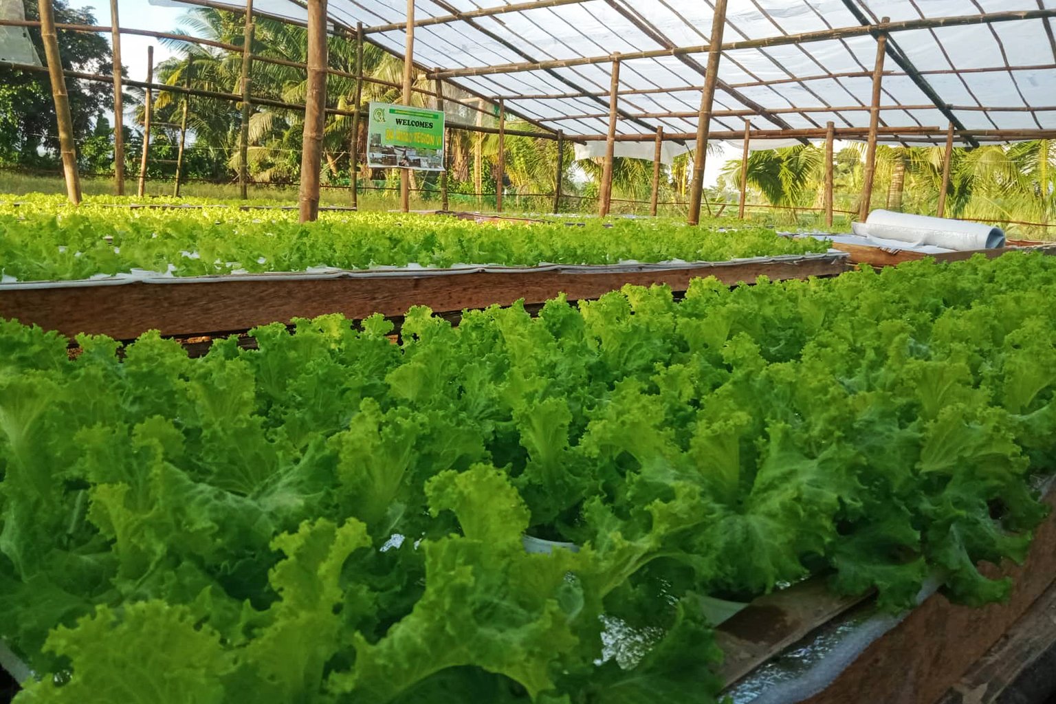 Emie Estialbo's hydroponic lettuce crop.