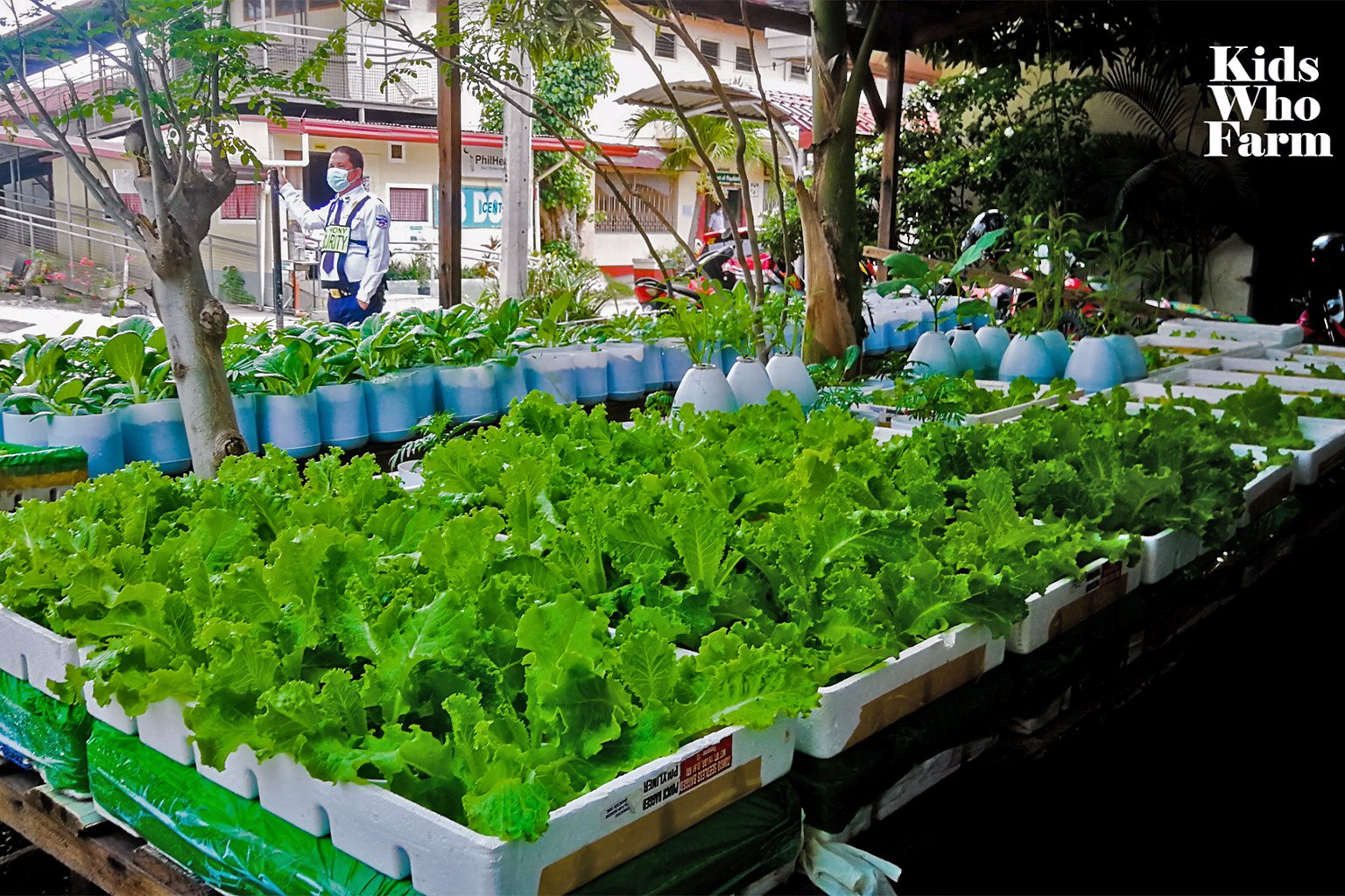 A microfarm in the school.