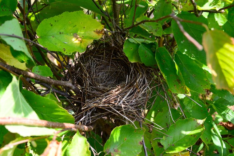 Biodiversity benefits from agroforestry systems too, from bats to bugs and birds, here a songbird nest is perched in one of the hazelnut bushes at Nutwood Farm. Image by Erik Hoffner for Mongabay.
