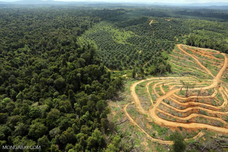 Deforestation for oil palm plantations.