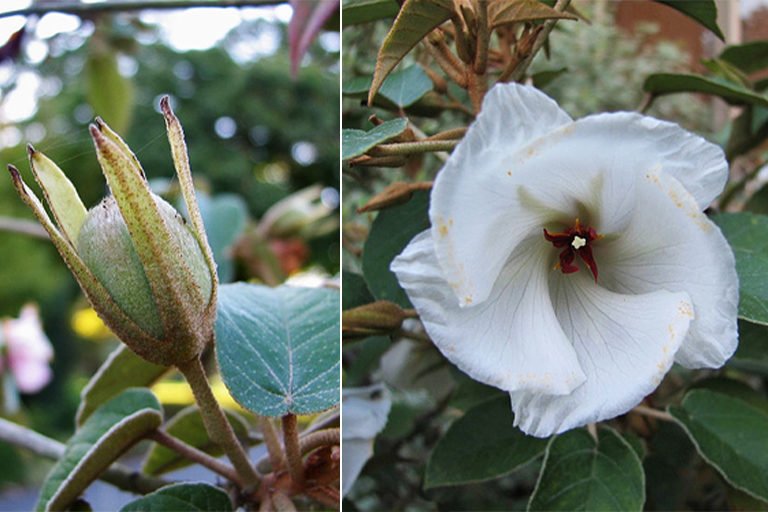 Seed pod and flower of the St. Helena dwarf ebony.