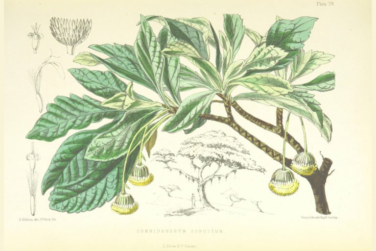 A botanical drawing of the St. Helena gumwood.