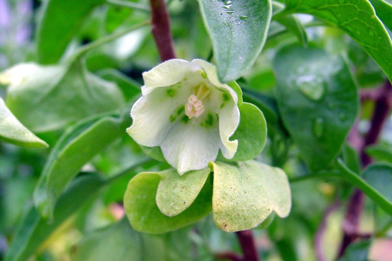 A flowering St. Helena boxwood