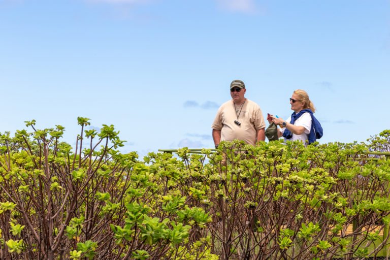 Tourists visit the Millennium Forest.