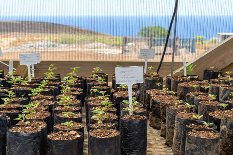 St. Helena dwarf ebony seedlings cultivated in nurseries.