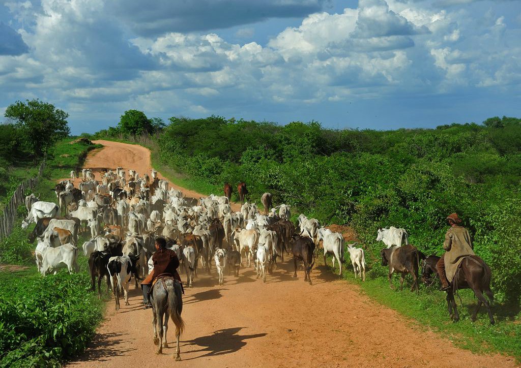 Cattle on the road.