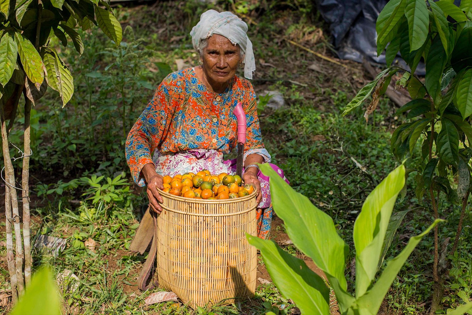 A Lubuk Beringin villager, Rahimah, 70, harvests palm nut.