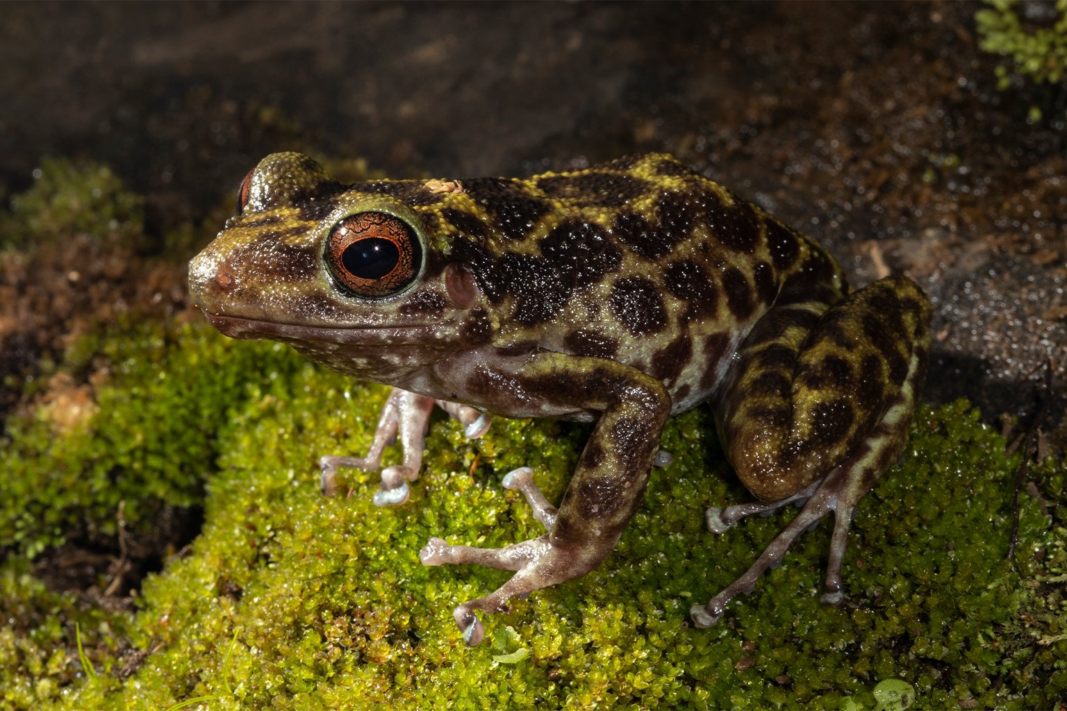 An unidentified frog species endemic to Haiti.