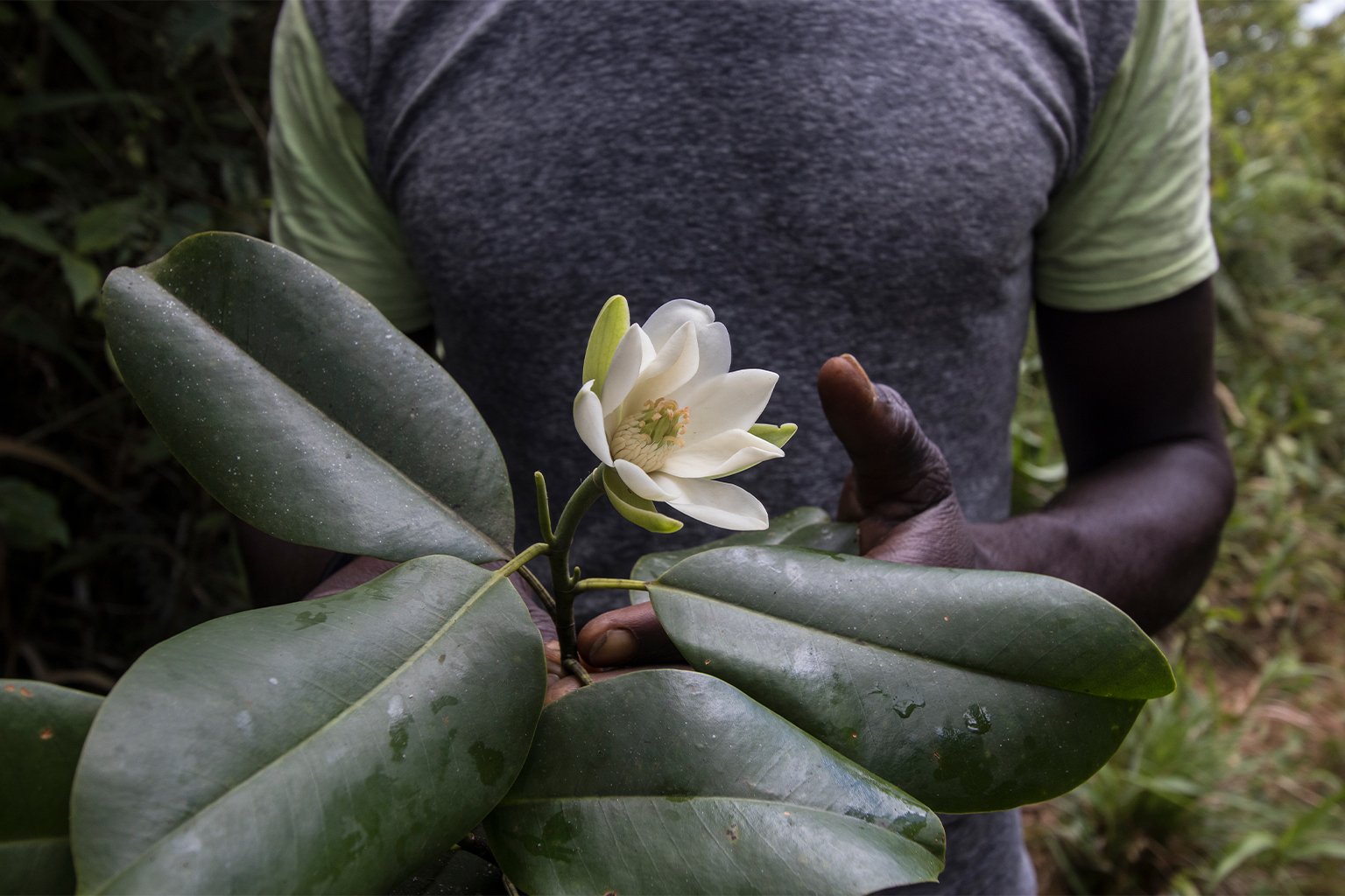 An Ekman's magnolia.