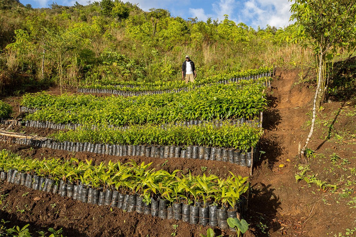 Fifty thousand seedlings have already been planted in Grand Bois National Park.