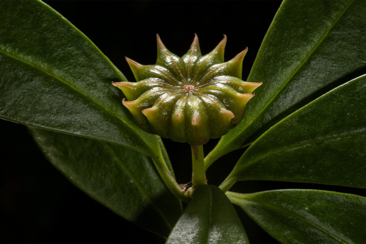 The Haitian star anise.