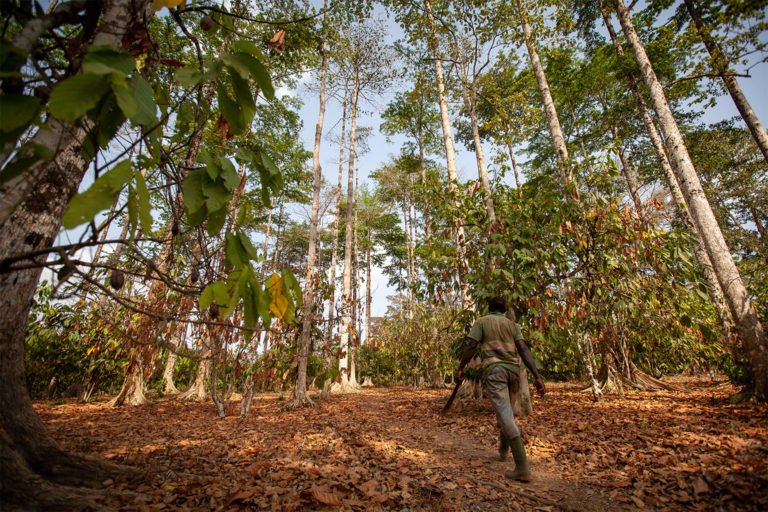 Several chocolate and cocoa companies are increasing the use of agroforestry methods on cocoa farms within their direct supply chains. However, limiting deforestation in the indirect supply chain remains a challenge. Image courtesy of the World Cocoa Foundation.