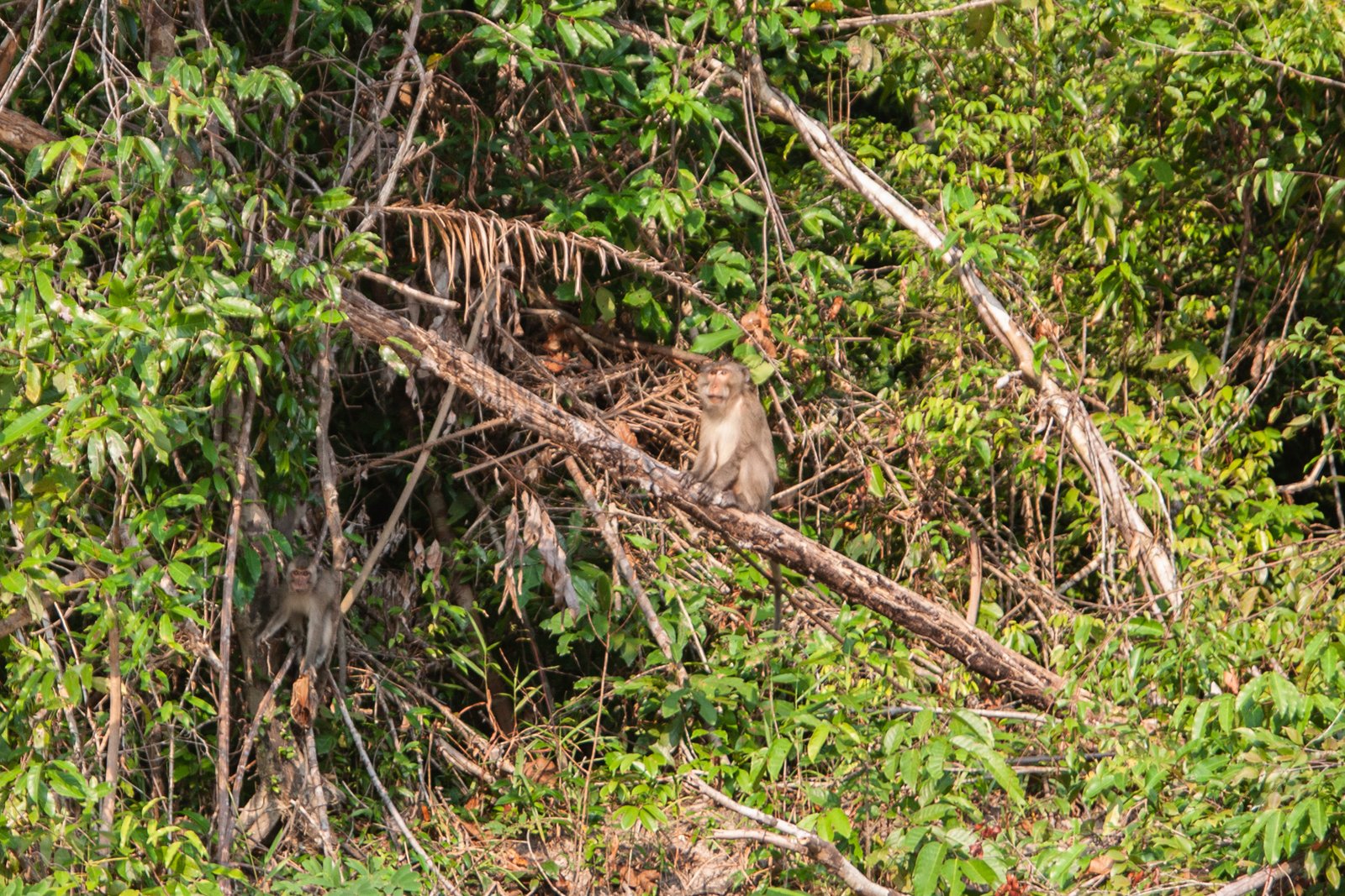 The U.S. prosecutors' indictment alleges that Cambodian Forestry Administration officials have taken long-tailed macaques from national parks across Cambodia and exported them to the U.S. as captive-bred monkeys