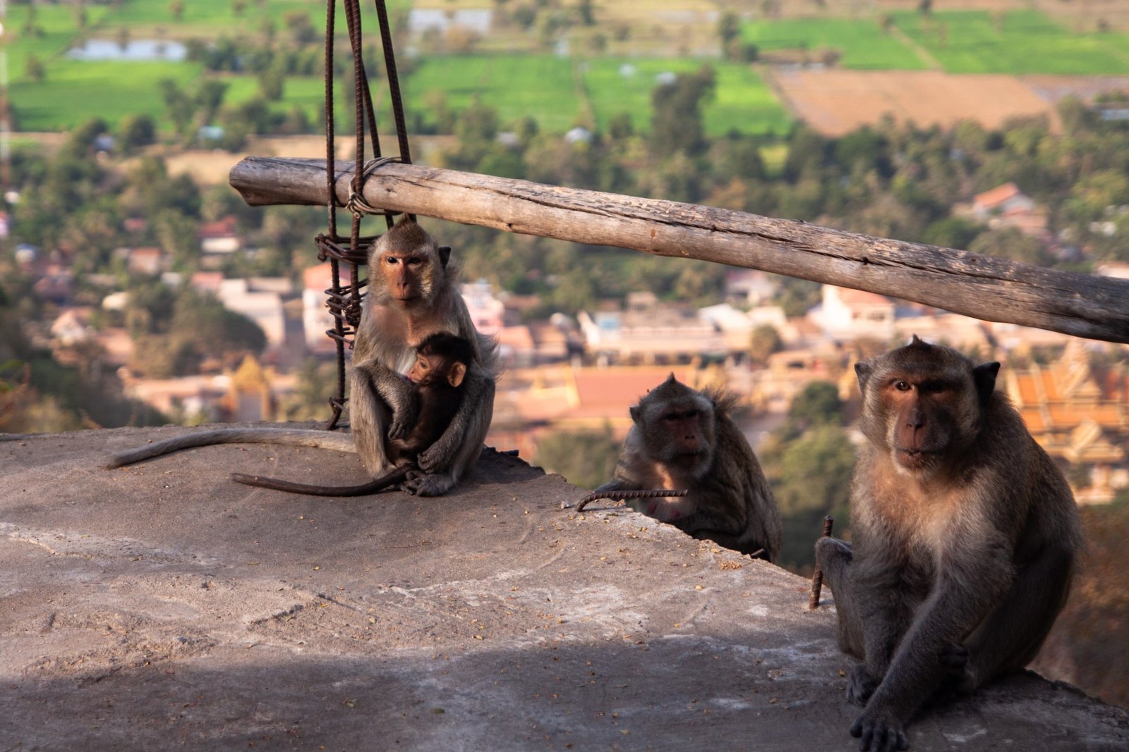 Long-tailed macaques living in the mountains of Cambodia's Battambang province