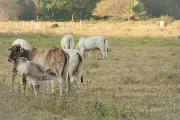 Brahmin cattle that is typical in Costa Rica. Image by Carol via Flickr (CC BY-NC-ND 2.0).