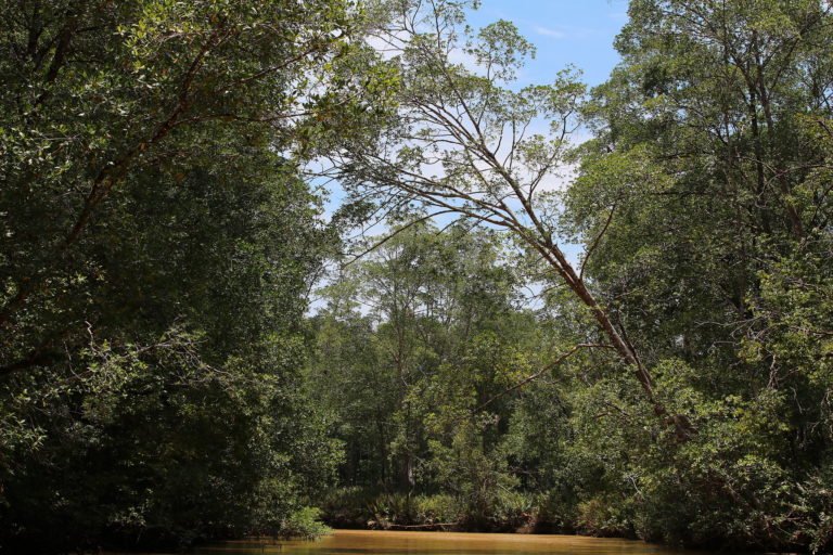 Terraba Sierpe Wetlands, Costa Rica. Image by Rene Leubert via Flickr (CC BY-NC-ND 2.0).