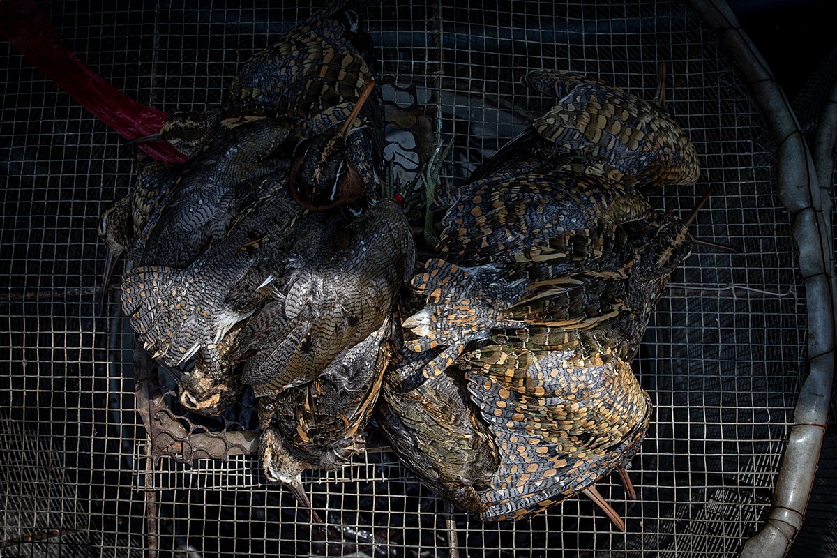Snipe for sale, Vietnam