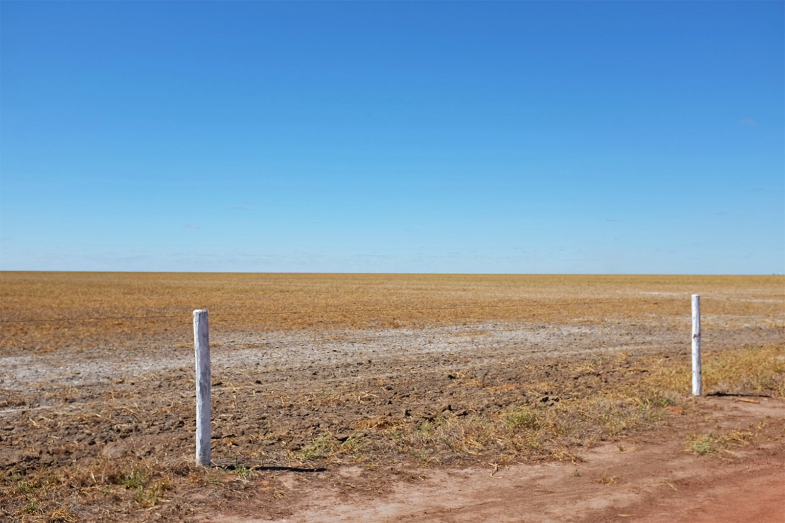 A soy field.