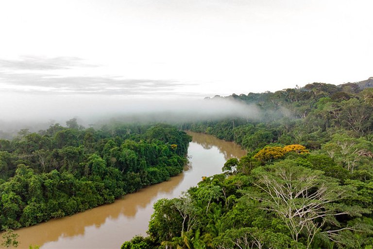 Lush Amazon forest.