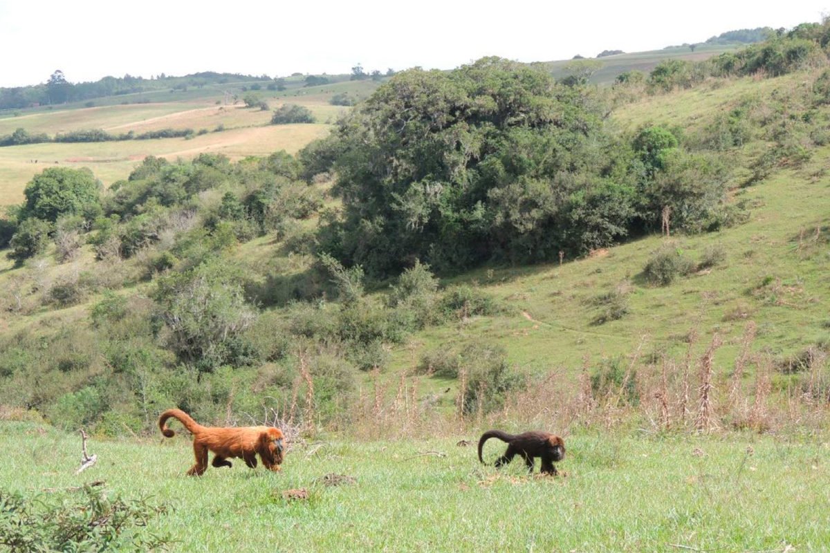 Southern brown howlers (Alouatta guariba clamitans) traverse grassy, open terrain in Brazil. Photo credit: Gabriela Pacheco Hass