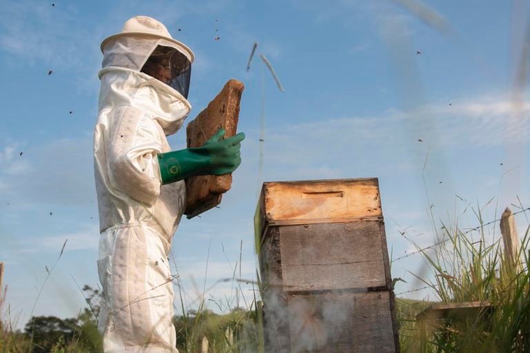 3. Mara working her hives early in the morning. Sítio Maranata, Nova Esperança Settlement, São José dos Campos, Paraíba Valley, Brazil. Image by Inaê Guion.