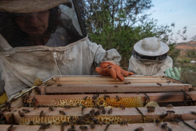 12. Mara, Yessica and Igor managing beehives at Lar de Pesquisas Agroecológicas Abacateiro. Egídio Brunetto Agroecological Settlement, Lagoinha, Paraíba Valley, Brazil. Image by Inaê Guion.