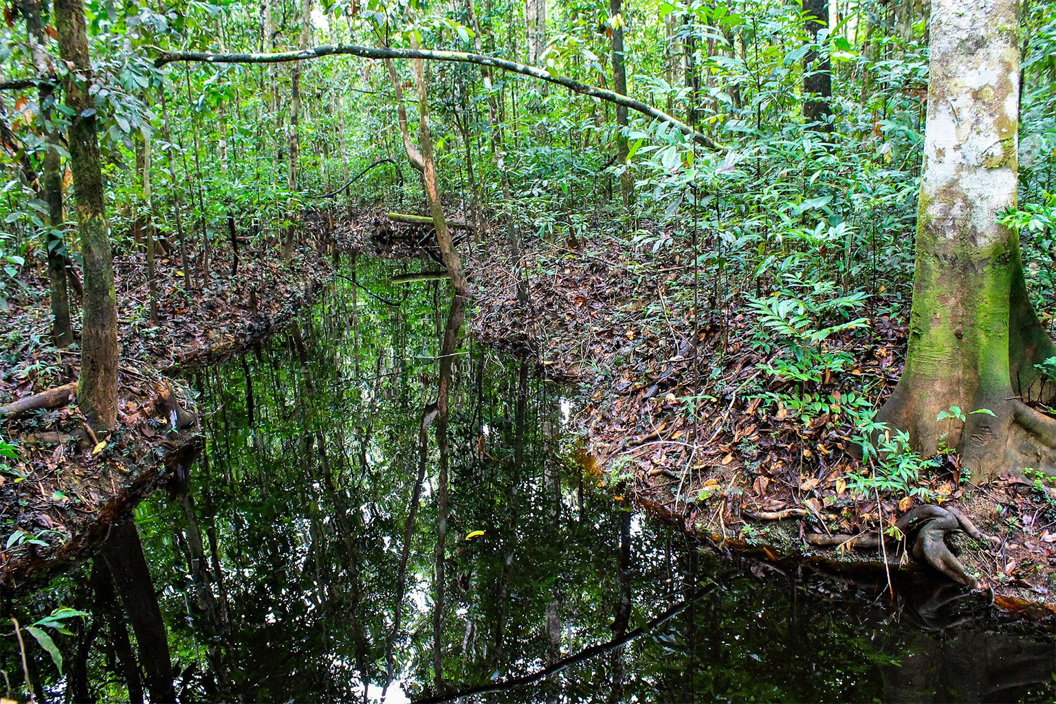 Peatland in Peru.