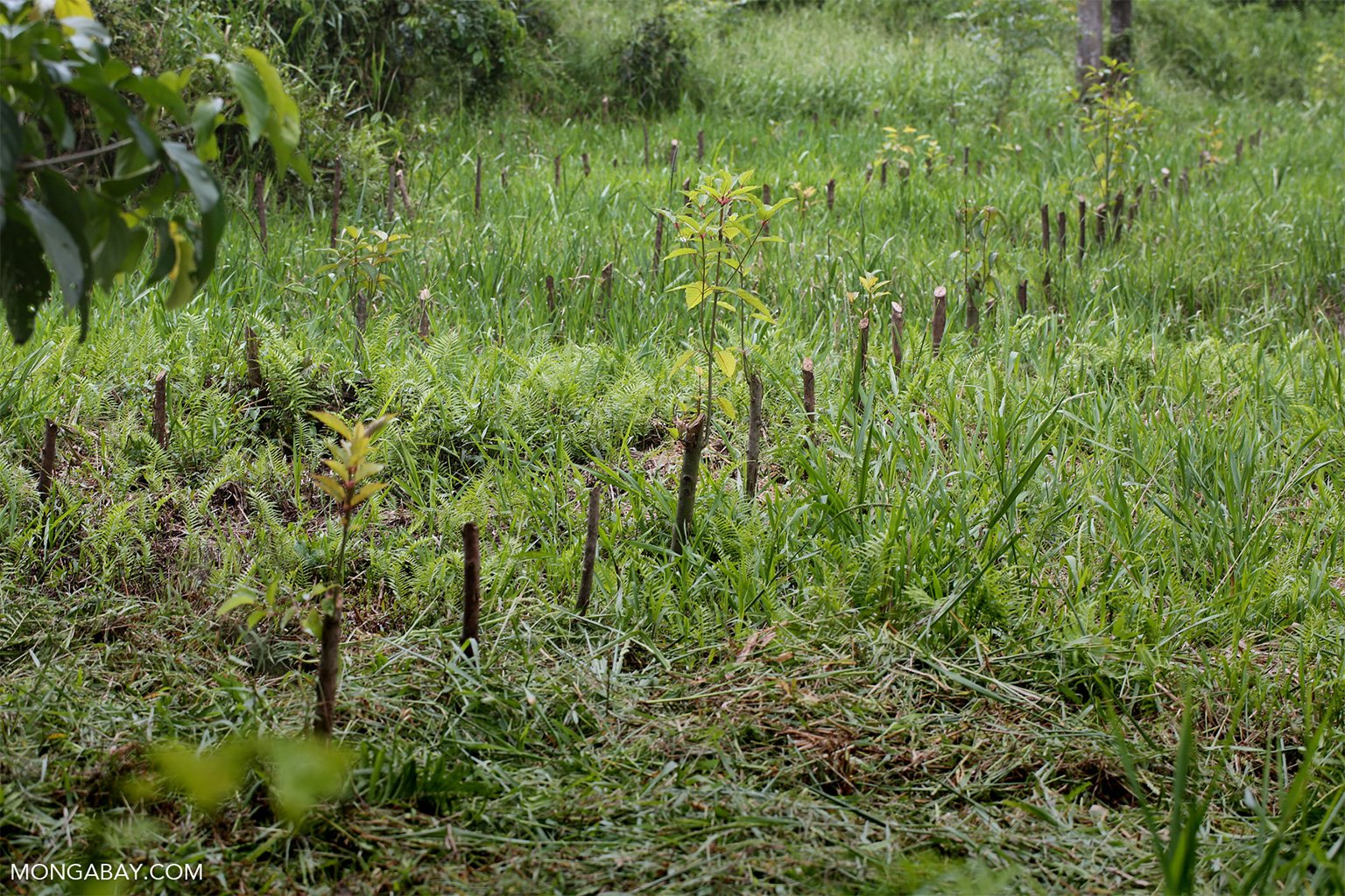 Restoration of a peat swamp.