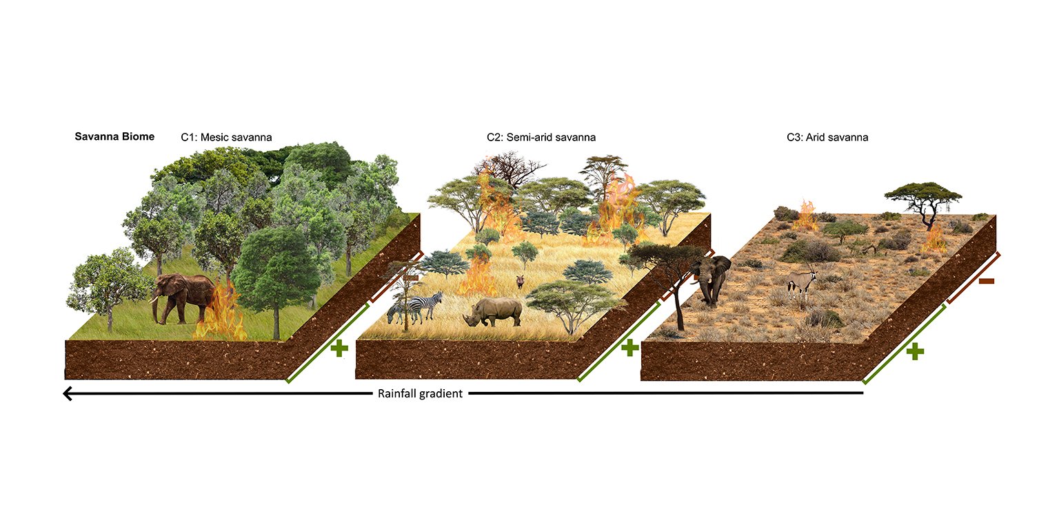 Illustration of effects large grazers have on savanna lanscapes.