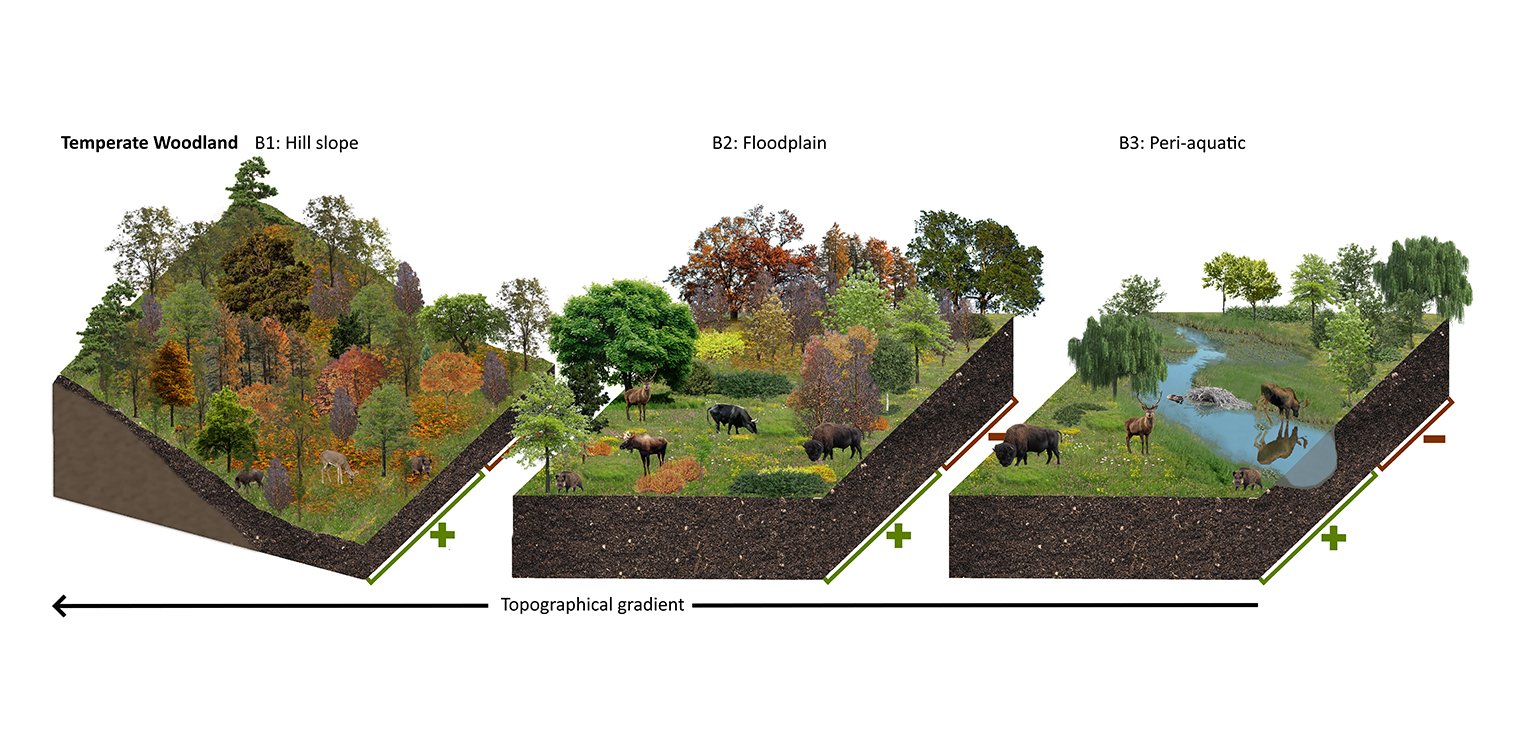 Illustration of effects large grazers have on temperate lanscapes.