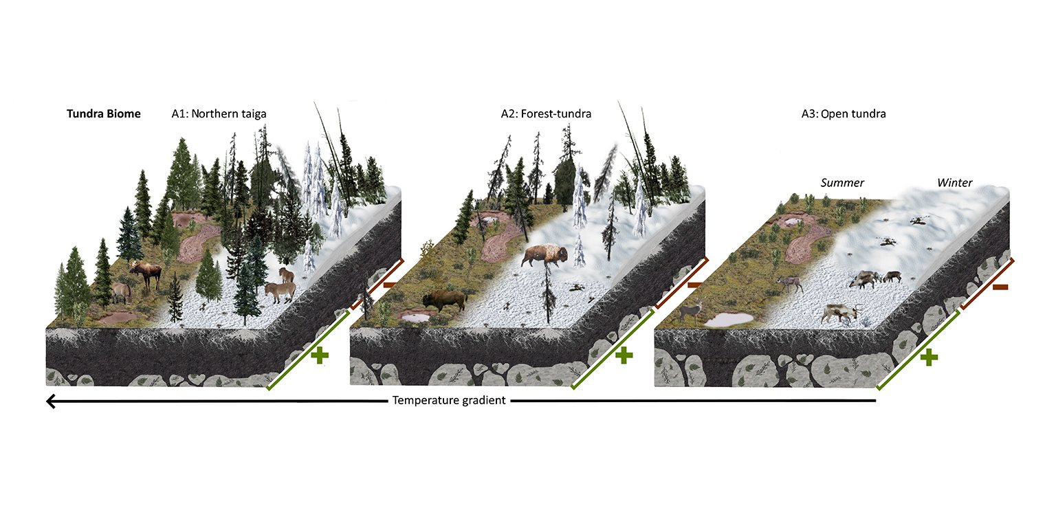 Illustration of effects large grazers have on tundra lanscapes.