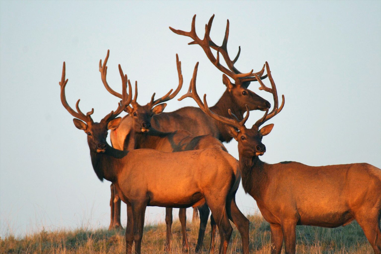 Deer in Wyoming.