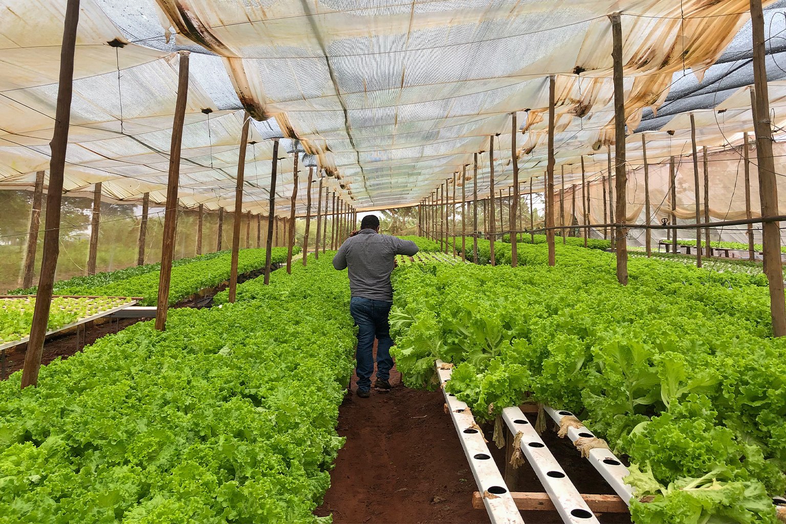 Luiz Carlos Prudente with lettuce.