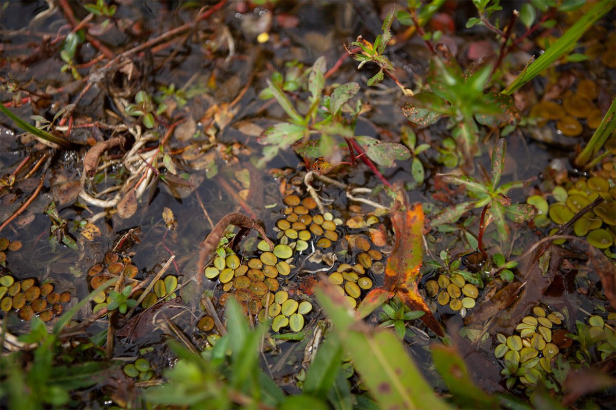 Plants in a marsh in Várzeas do Rio Ivinhema State Park.