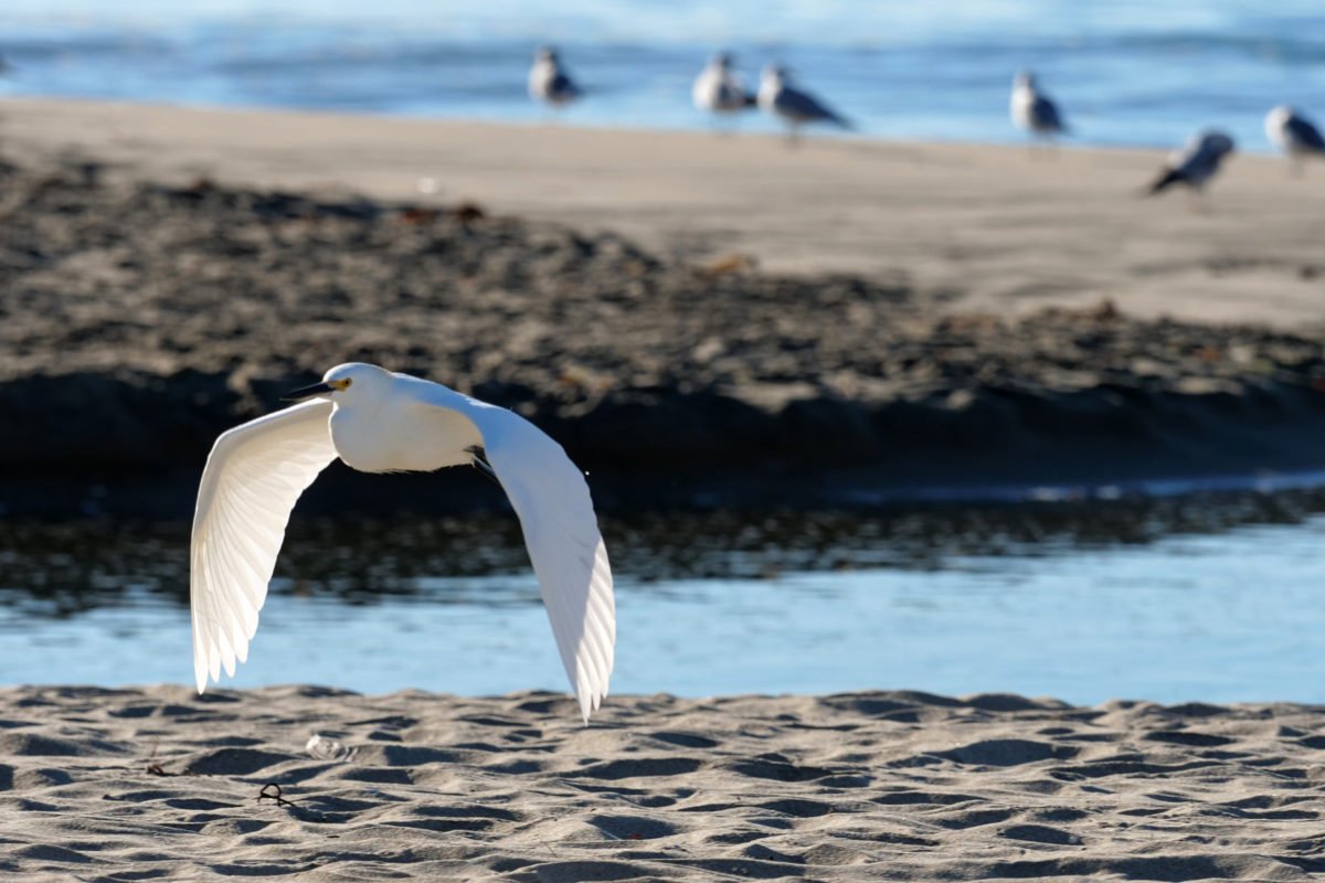 Photo caption: Pure white birds like the snowy egret (Egretta thula) where threatened in the late 1800's, when their feathers were in fashion for hats. Photo: Anna Marie Yanny