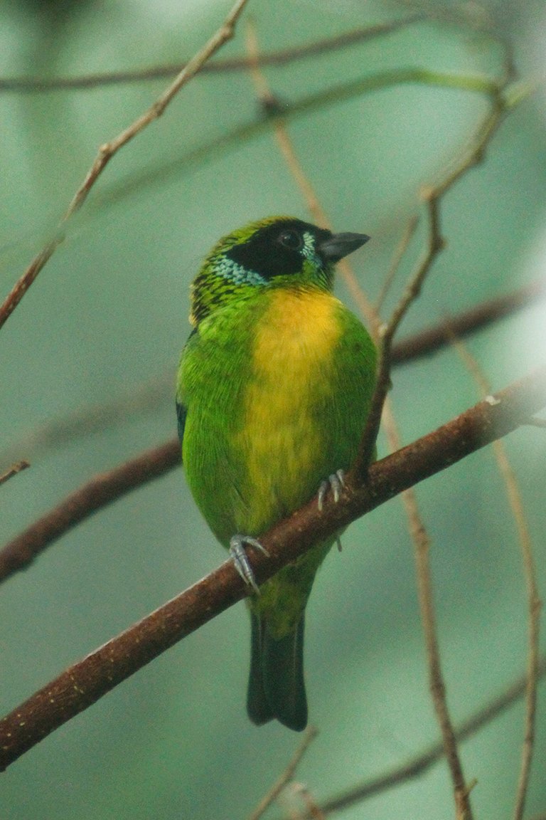 A Green-and-gold Tanager (Tangara schrankii). Chartreuse green and yellow feathers are more common in species traded as pets than their non-traded counterparts, the study found. Photo: Rhett A. Butler