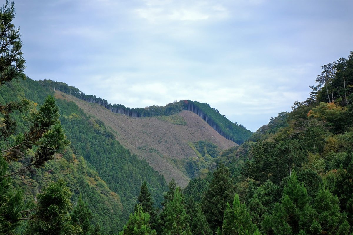 A clear-cut in Okutama.