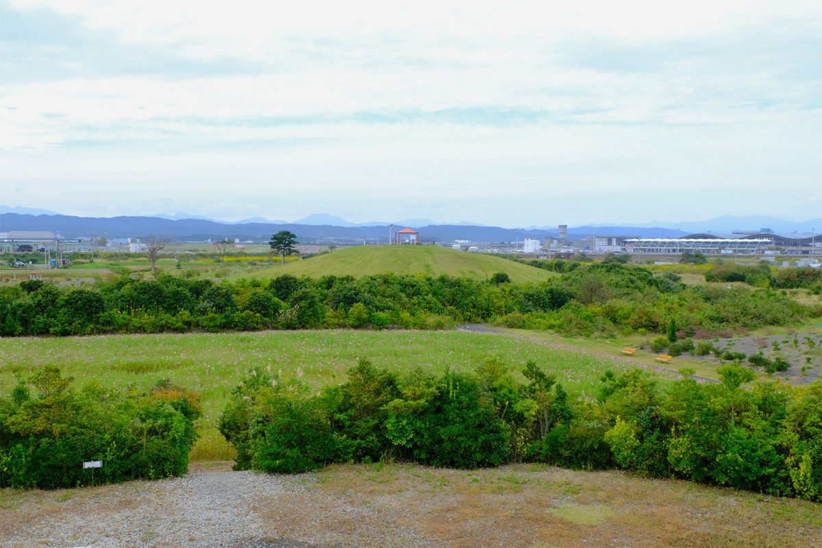 Miyawaki-method forest a few years after planting.