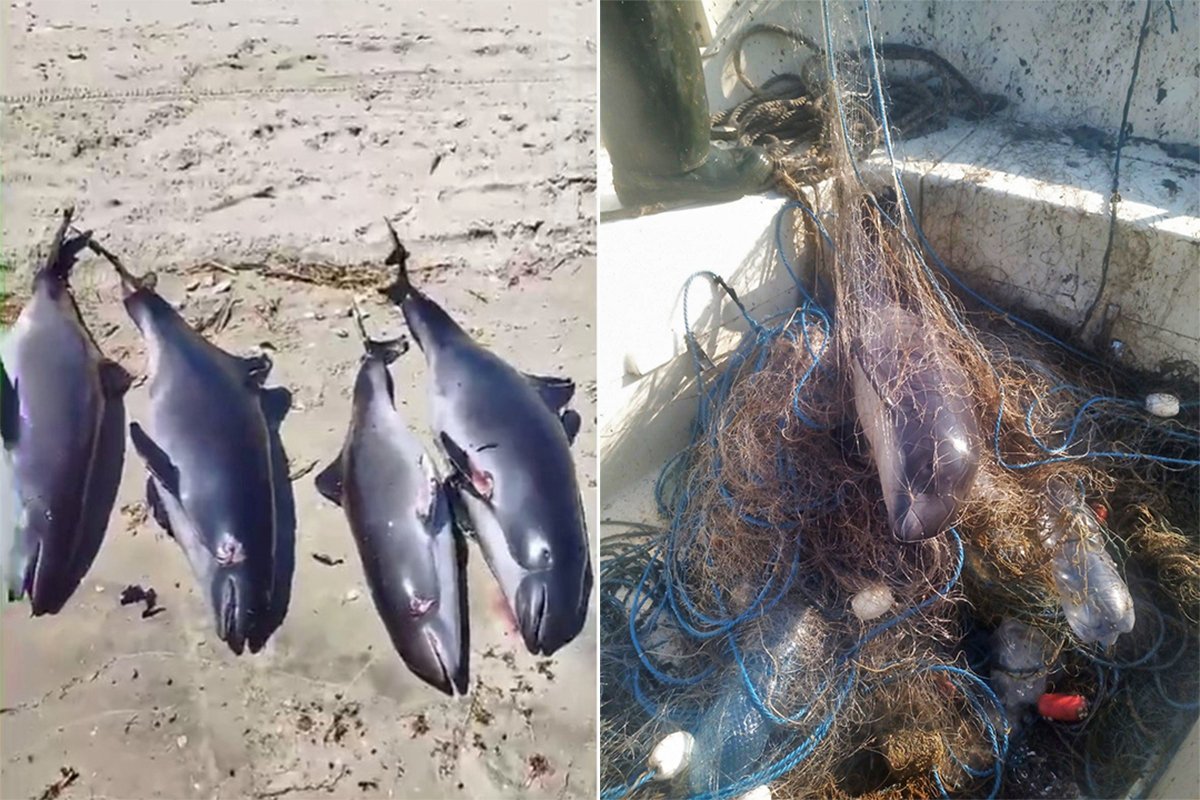 Dead harbor porpoises.