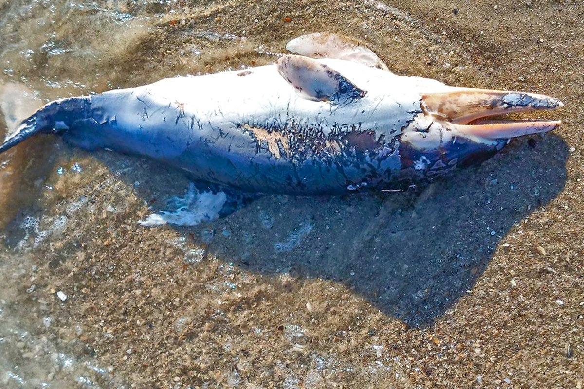 A dead cetacean with signs of net entanglement.