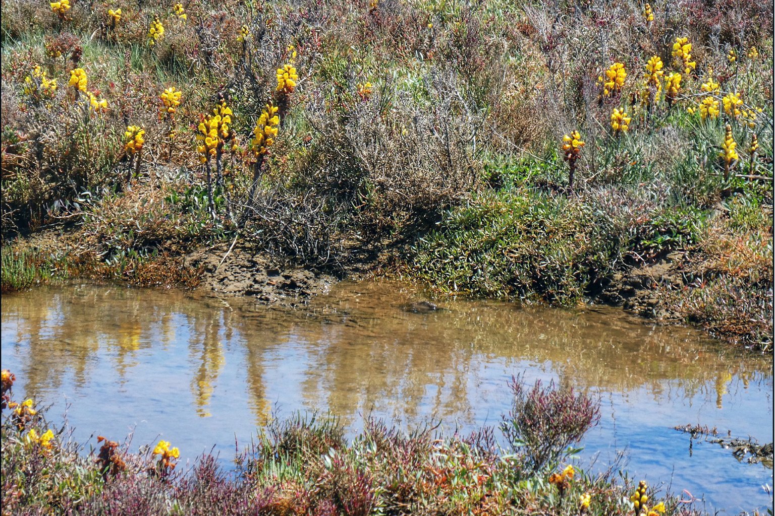 Yellow broomrape in flower.