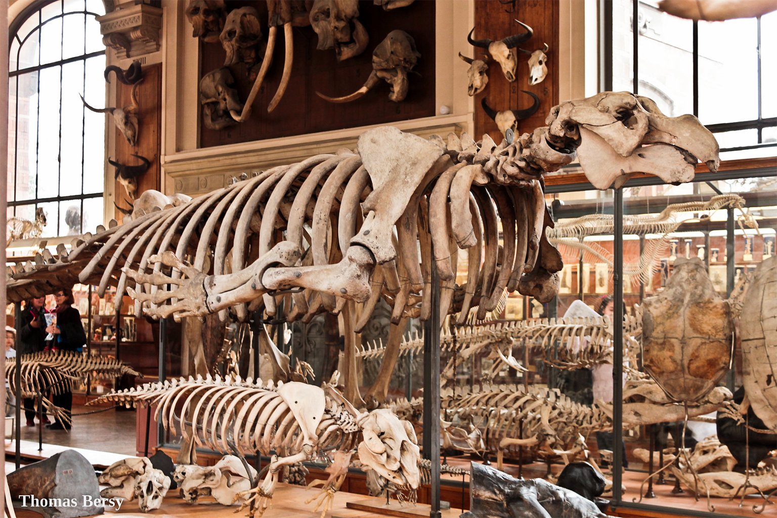 Stellar's sea cow skeletons.