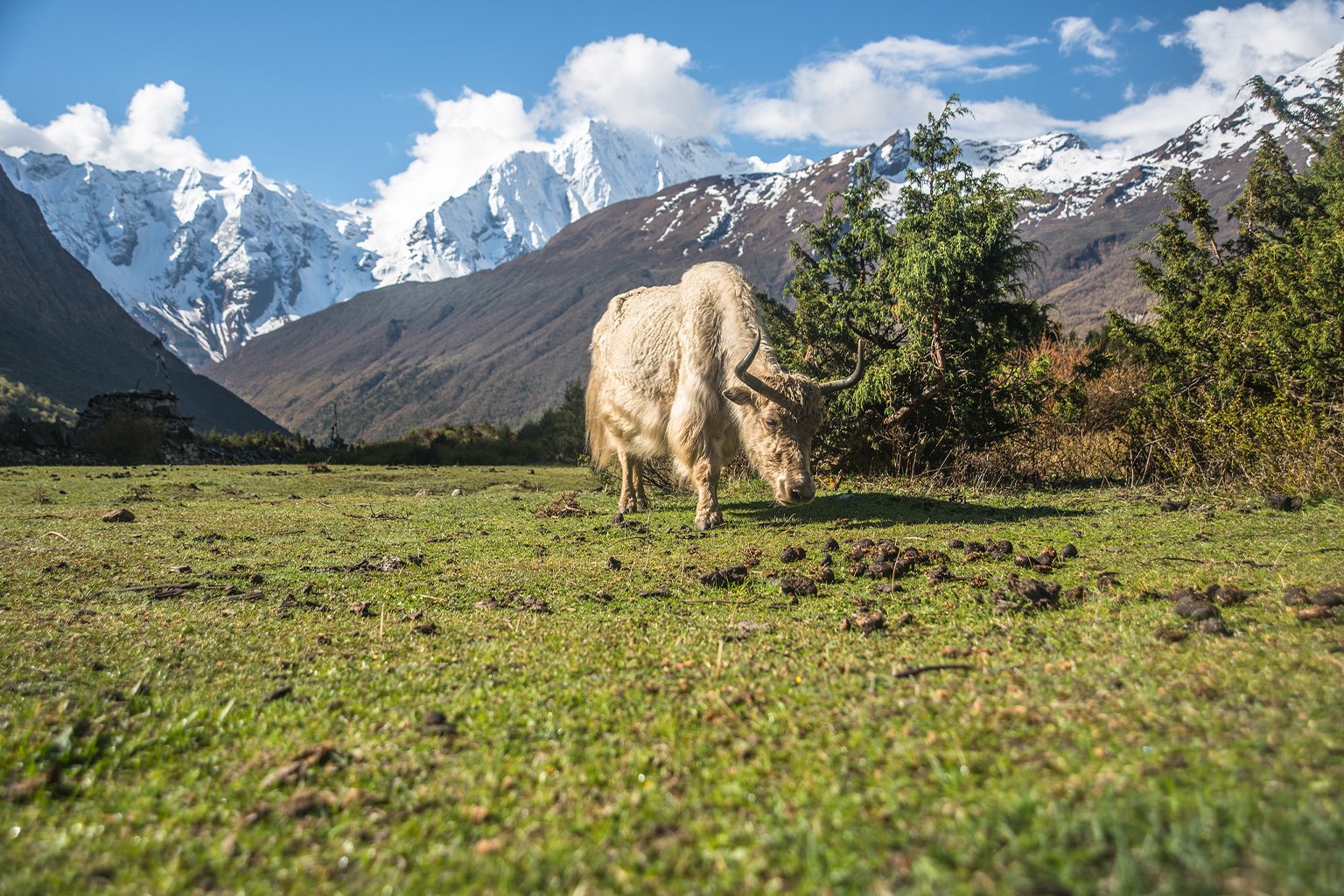 A yak in Manaslu Conservation Area. 