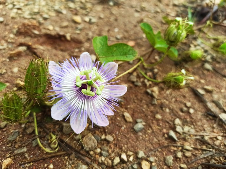passiflora
